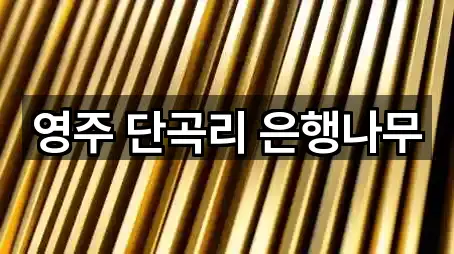 영주 단곡리 은행나무